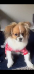 Lost Male Dog last seen Alameda , Clint, TX 79836
