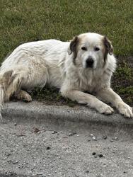 Found/Stray Male Dog last seen Near Boston Rd, Greensboro, NC 27407, Greensboro, NC 27407