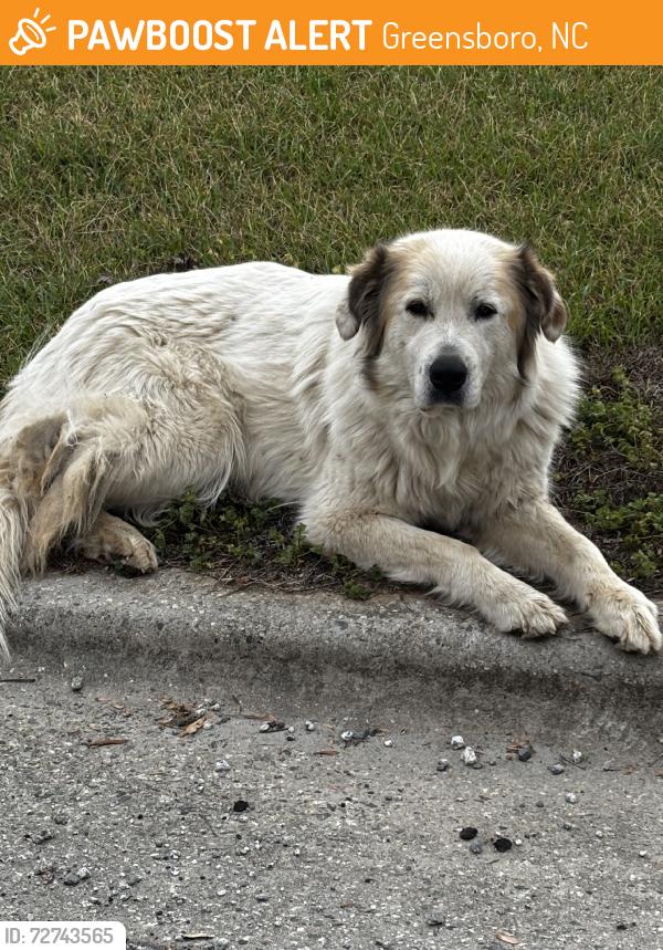 Found/Stray Male Dog last seen Near Boston Rd, Greensboro, NC 27407, Greensboro, NC 27407
