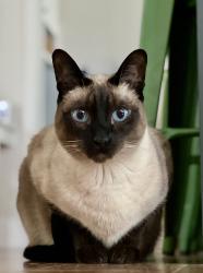 Lost Female Cat last seen Near Ocean Drive (Sea Cove beach side), Vero Beach, FL 32963