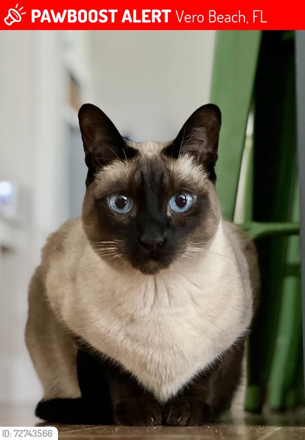 Lost Female Cat last seen Near Ocean Drive (Sea Cove beach side), Vero Beach, FL 32963