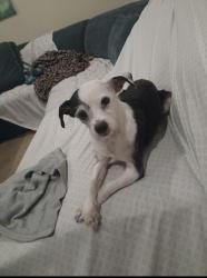 Lost Male Dog last seen Pioneer Way and Wildrye Drive, San Bernardino, CA 92407