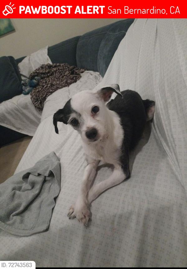 Lost Male Dog last seen Pioneer Way and Wildrye Drive, San Bernardino, CA 92407