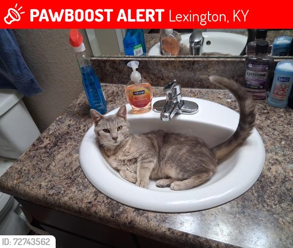 Lost Female Cat last seen 1145-1123 haddrell point Lexington ky 40509, Lexington, KY 40509