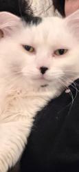 Lost Male Cat last seen old cherry lane , Medford, OR 97504