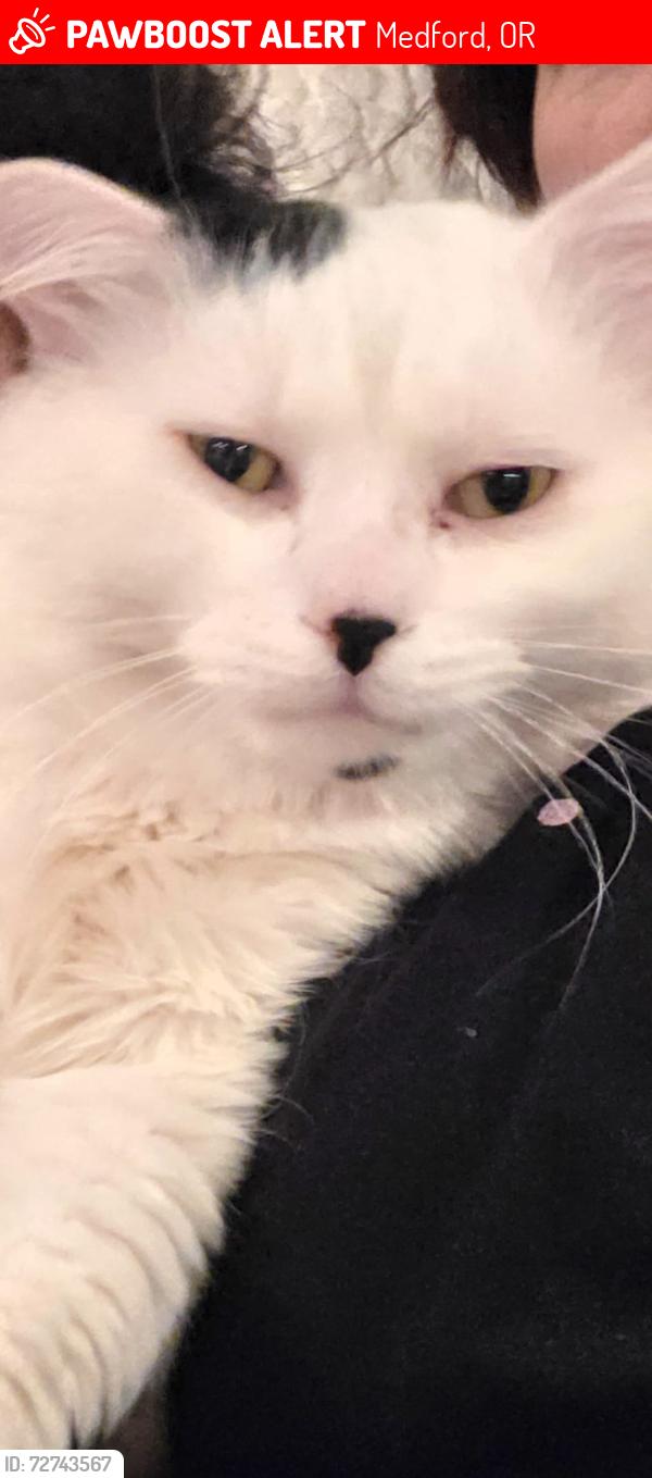Lost Male Cat last seen old cherry lane , Medford, OR 97504