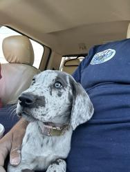 Found/Stray Female Dog last seen Tractor Supply Co. parking lot, San Benito, TX 78586