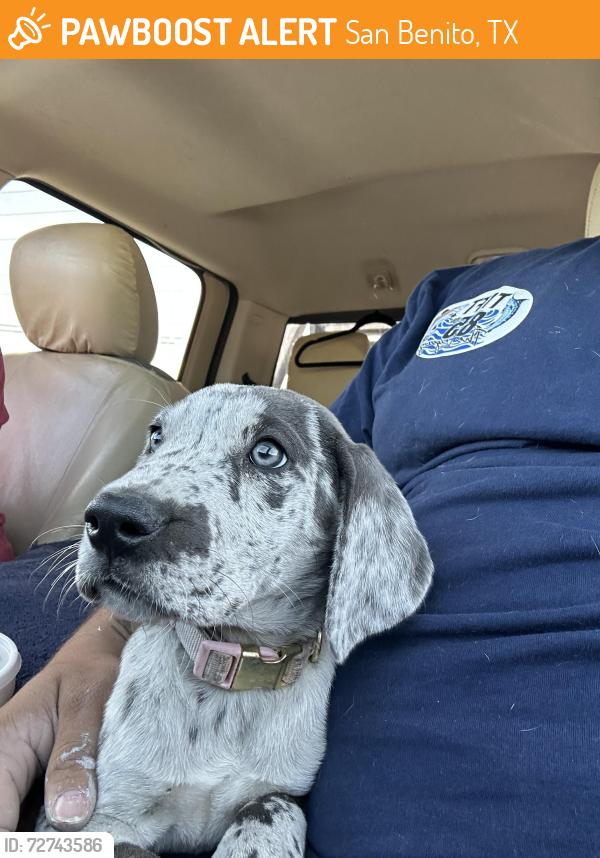 Found/Stray Female Dog last seen Tractor Supply Co. parking lot, San Benito, TX 78586