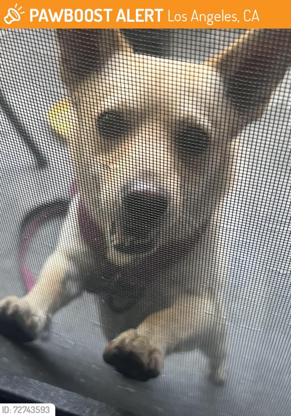 Found/Stray Male Dog last seen Lorena st , Los Angeles, CA 90023