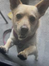 Found/Stray Male Dog last seen Lorena st , Los Angeles, CA 90023