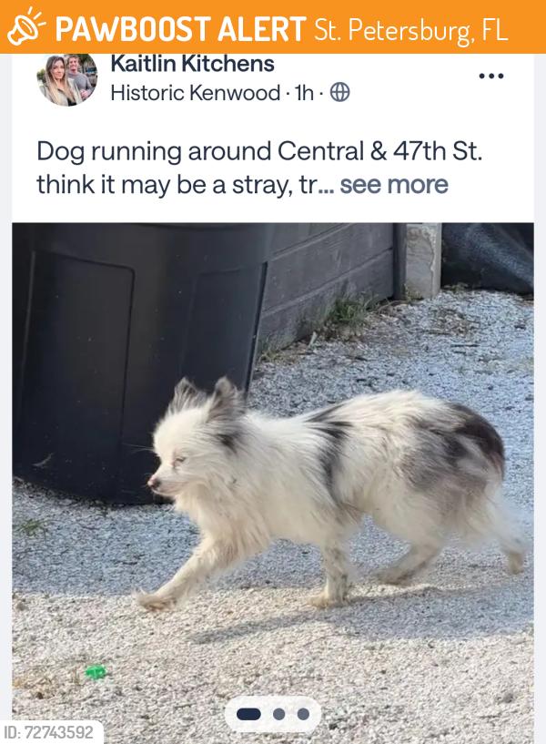 Found/Stray Unknown Dog last seen Central Ave and 47th St, St. Petersburg, FL 33713