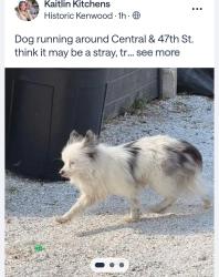 Found/Stray Unknown Dog last seen Central Ave and 47th St, St. Petersburg, FL 33713