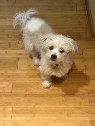 Lost Male Dog last seen 33rd and Aberdeen, Chicago, IL 60608