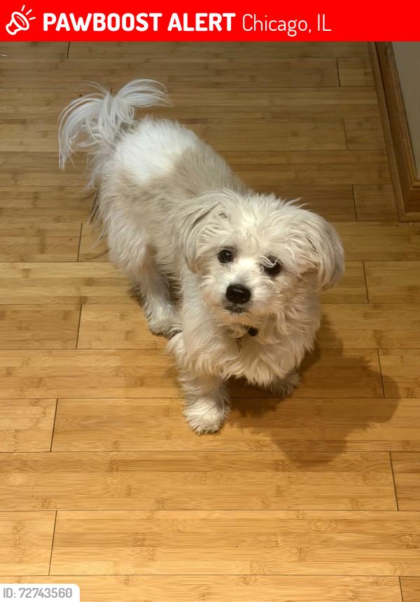 Lost Male Dog last seen 33rd and Aberdeen, Chicago, IL 60608