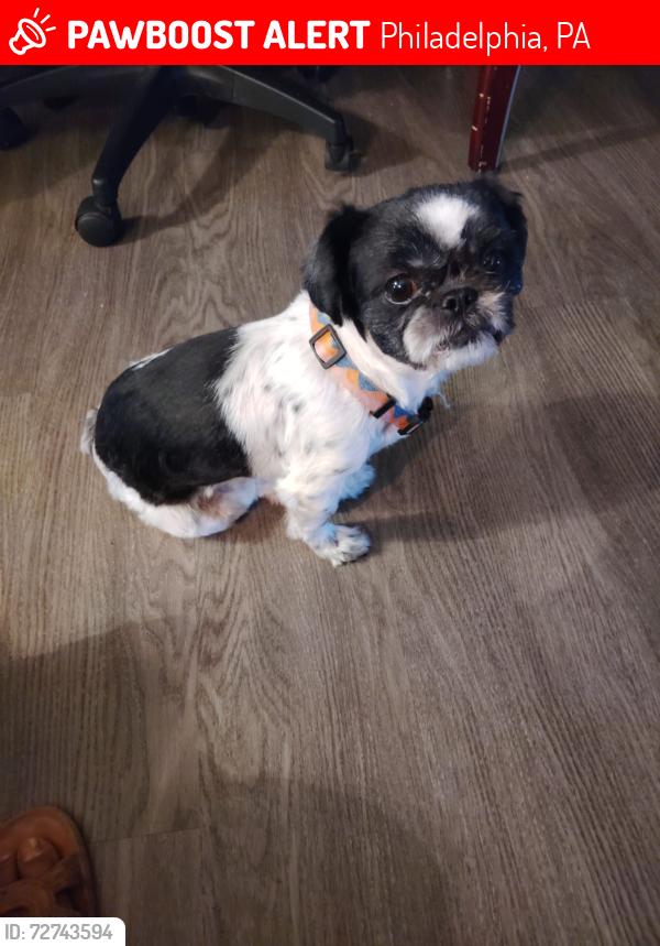 Lost Female Dog last seen Barnett st and Charles st 19135 Philadelphia pa, Philadelphia, PA 19135