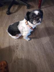 Lost Female Dog last seen Barnett st and Charles st 19135 Philadelphia pa, Philadelphia, PA 19135