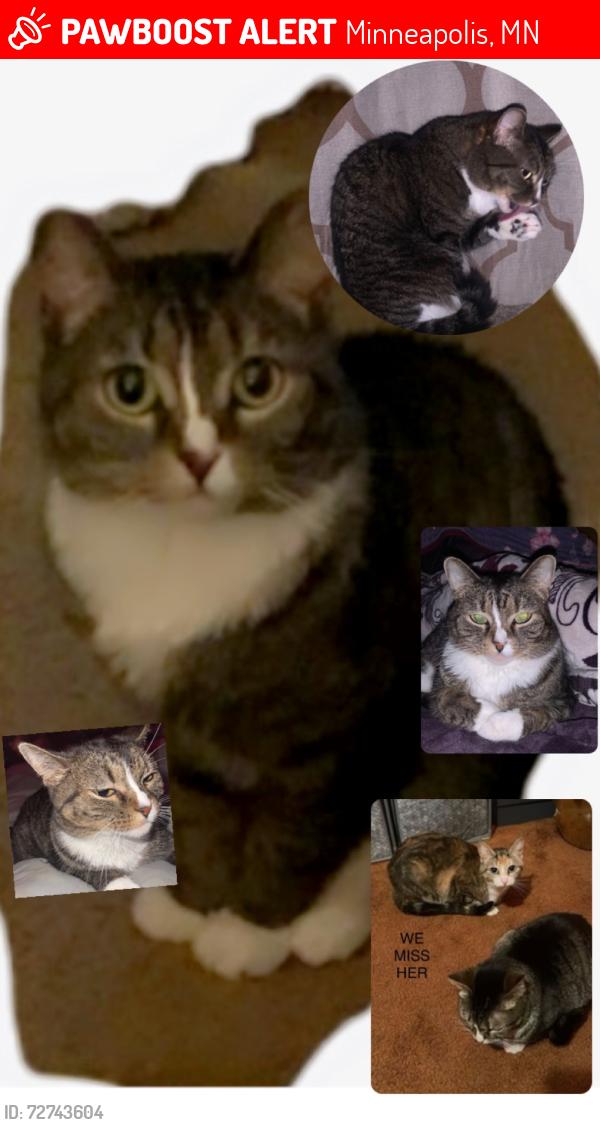 Lost Female Cat last seen Near Lyndale Ave S , Minneapolis, MN 55423