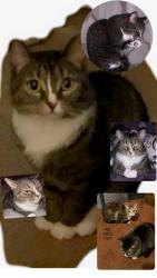 Lost Female Cat last seen Near Lyndale Ave S , Minneapolis, MN 55423