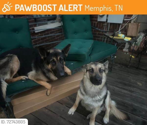 Found/Stray Female Dog last seen Evergreen Neighborhood, Memphis, TN 38104