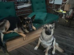 Found/Stray Female Dog last seen Evergreen Neighborhood, Memphis, TN 38104