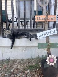 Lost Male Cat last seen Latty Rd, Hazelwood MO 63042, Hazelwood, MO 63042