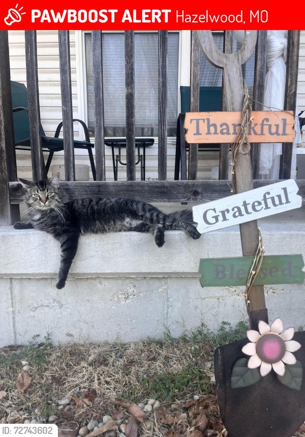 Lost Male Cat last seen Latty Rd, Hazelwood MO 63042, Hazelwood, MO 63042