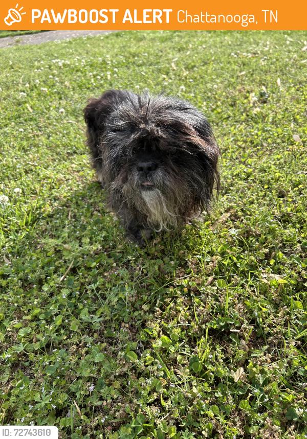 Found/Stray Female Dog last seen Eldridge rd / soaring eagle, Chattanooga, TN 37343