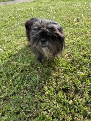 Found/Stray Female Dog last seen Eldridge rd / soaring eagle, Chattanooga, TN 37343