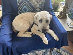 Lost Female Dog last seen Chehalis rd, Blaine, WA 98230