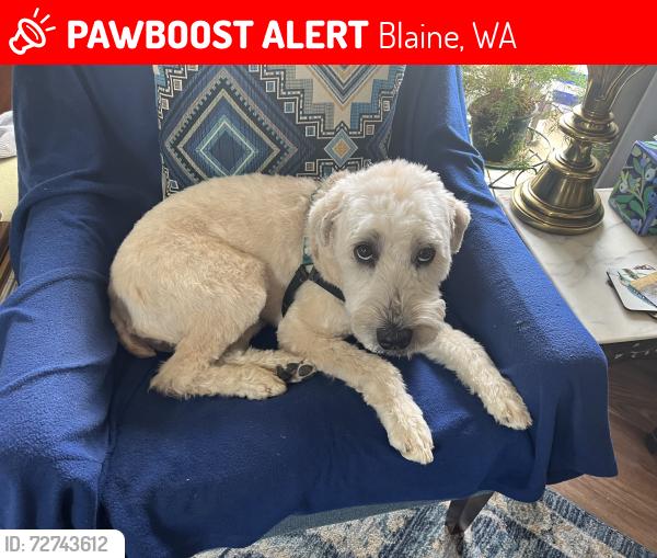 Lost Female Dog last seen Chehalis rd, Blaine, WA 98230