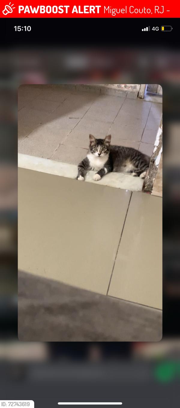 Lost Male Cat last seen Constantino da Silva , Miguel Couto, RJ 26070-446