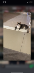 Lost Male Cat last seen Constantino da Silva , Miguel Couto, RJ 26070-446