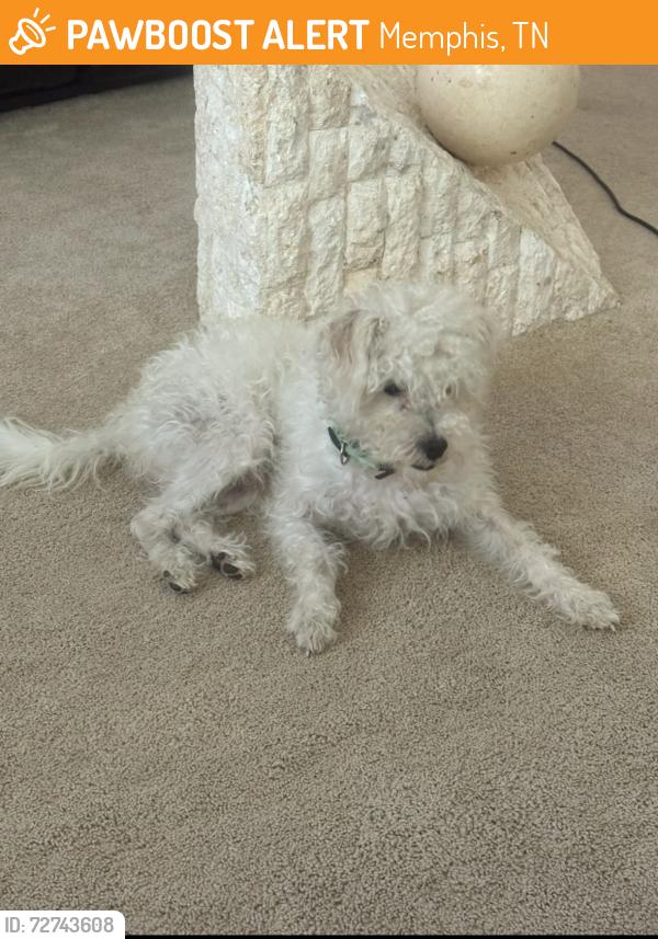 Found/Stray Male Dog last seen Winchester & 385, Memphis, TN 38118