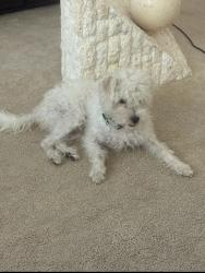 Found/Stray Male Dog last seen Winchester & 385, Memphis, TN 38118