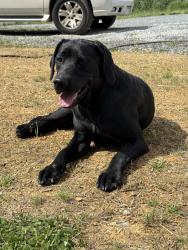Found/Stray Unknown Dog last seen jug broom rd, Monroe, NC 28112