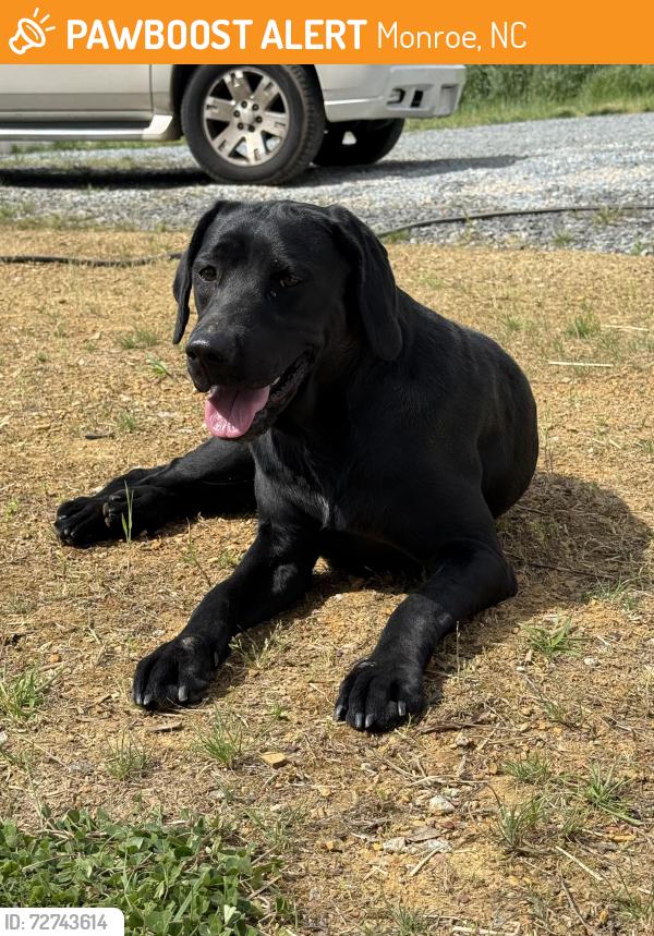 Found/Stray Unknown Dog last seen jug broom rd, Monroe, NC 28112