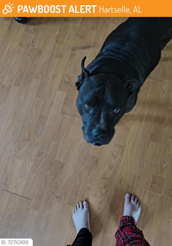 Found/Stray Male Dog last seen In the woods, Hartselle, AL 35640