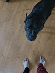 Found/Stray Male Dog last seen In the woods, Hartselle, AL 35640