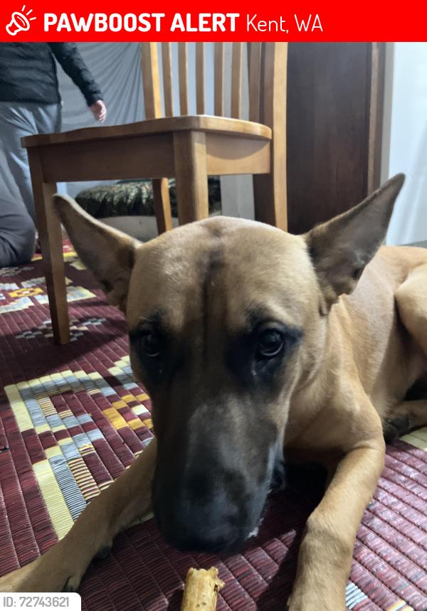 Lost Female Dog last seen Willis street , Kent, WA 98032