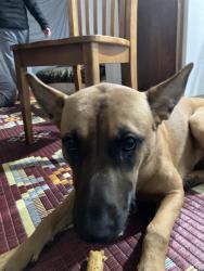 Lost Female Dog last seen Willis street , Kent, WA 98032