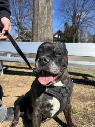 Found/Stray Male Dog last seen 43rd and 12th in South Minneapolis , Minneapolis, MN 55407