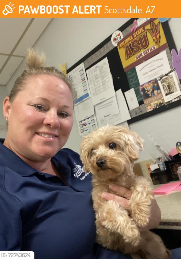 Found/Stray Unknown Dog last seen Paiute Center, Scottsdale, AZ 85251