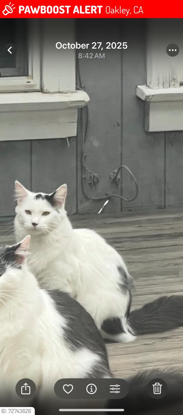 Lost Male Cat last seen Near Duarte Ave or Oakley elementary , Oakley, CA 94561