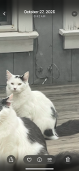 Lost Male Cat last seen Near Duarte Ave or Oakley elementary , Oakley, CA 94561