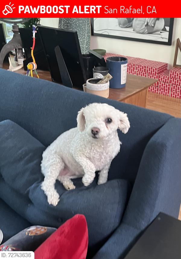 Lost Female Dog last seen Near Mt Tenaya Ct, San Rafael, CA 94903