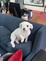 Lost Female Dog last seen Near Mt Tenaya Ct, San Rafael, CA 94903