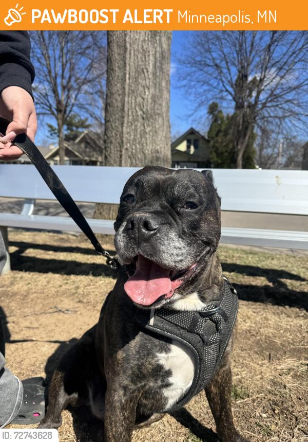 Found/Stray Male Dog last seen 43rd and 12th South Minneapolis , Minneapolis, MN 55407