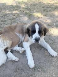 Found/Stray Female Dog last seen Highway 65/7th Standard , Bakersfield, CA 93312