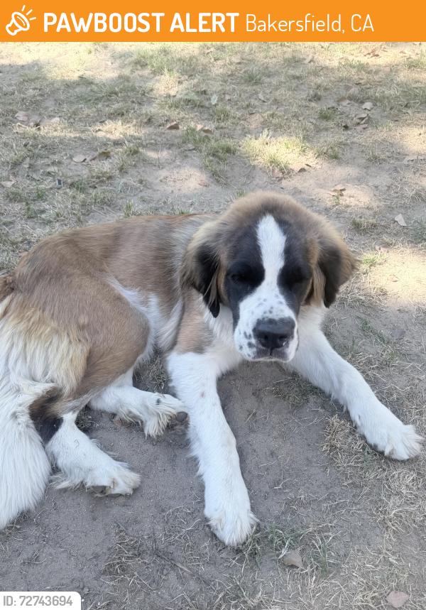Found/Stray Female Dog last seen Highway 65/7th Standard , Bakersfield, CA 93312