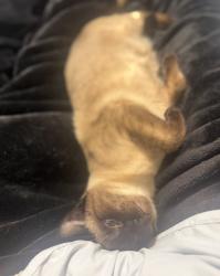 Lost Female Cat last seen Newport , League City, TX 77573